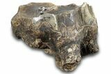 Bargain, Fossil Woolly Rhino (Coelodonta) Tooth - Siberia #257840-2